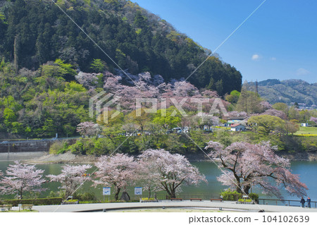 [相模原市] 築井湖城山公園的櫻花 104102639