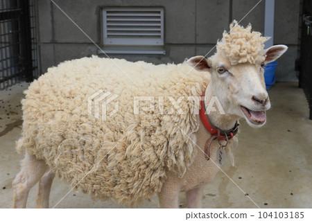 Sheep sheep cotton sheep livestock 104103185