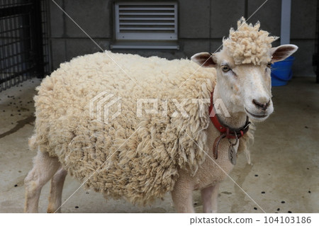 Sheep sheep cotton sheep livestock 104103186