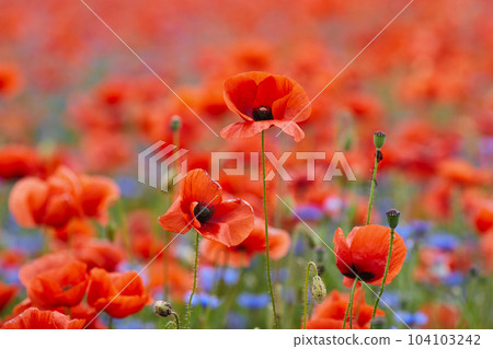Red poppies in a poppies field. Remembrance or armistice day. Red poppies in a poppies field. Remembrance or armistice day. 104103242