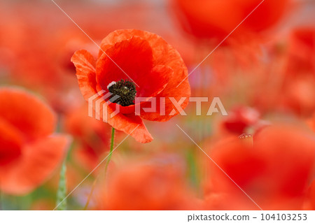 Red poppies in a poppies field. Remembrance or armistice day. 104103253