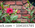 Dahlia flowers blooming in the spring flowerbed 104103785