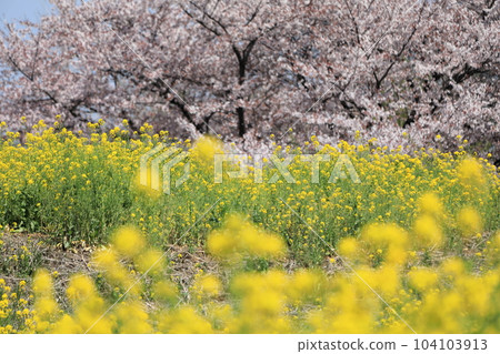 Rape blossoms and cherry blossoms 104103913