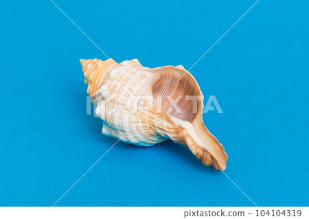 Beach seashells on colored background. Mock up with copy space Beach seashells on colored background. Mock up with copy space 104104319