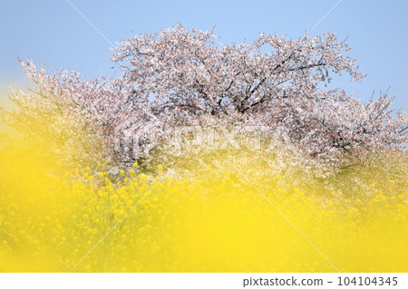 Rape blossoms and cherry blossoms Rape blossoms and cherry blossoms 104104345