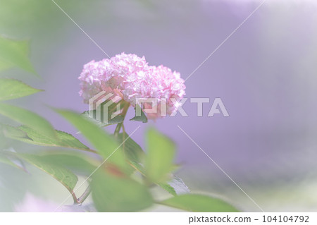 繡球花圖像 104104792