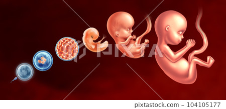 Embryo Development Stages Embryo Development Stages 104105177