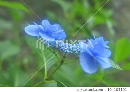 有點味道的繡球花 有點味道的繡球花 104105191