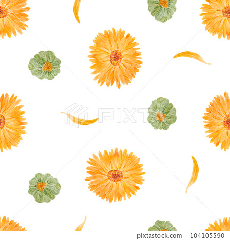 Seamless pattern of orange calendula officinalis. Watercolor hand drawn botanical illustration for labels, eco goods, textiles, natural herbal medicine, healthy tea, cosmetics and homeopatic remedies. 104105590