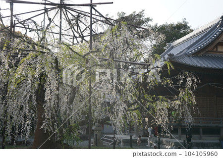 Stunning cherry blossoms blooming at the temple Stunning cherry blossoms blooming at the temple 104105960
