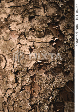 texture of an old dry tree, close-up of the rough surface of a tree in the forest, macro texture of an old dry tree, close-up of the rough surface of a tree in the forest, macro 104106056