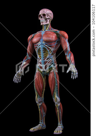 Anatomical human body with muscular and circulatory systems. Generative AI Anatomical human body with muscular and circulatory systems. Generative AI 104106117