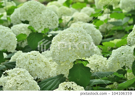 Annabelle in full bloom now 104106359