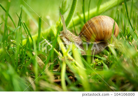 Close up of Helix pomatia snail in green grass Close up of Helix pomatia snail in green grass 104106800