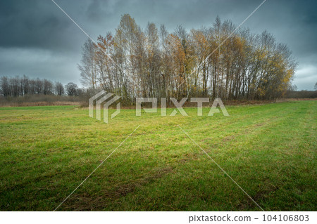 Trees behind a green meadow and a cloudy gray sky 104106803