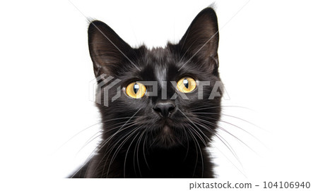 A black cat isolated on white isolated background A black cat isolated on white isolated background 104106940