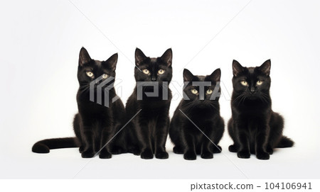 black and white cat on isolated white background black and white cat on isolated white background 104106941