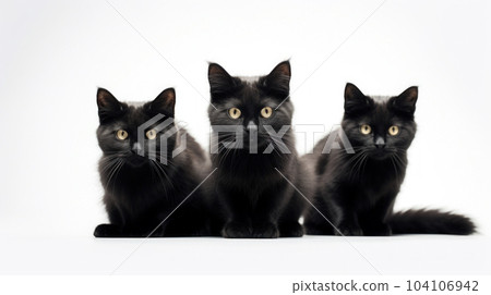 The black and white cat on white isolated background The black and white cat on white isolated background 104106942