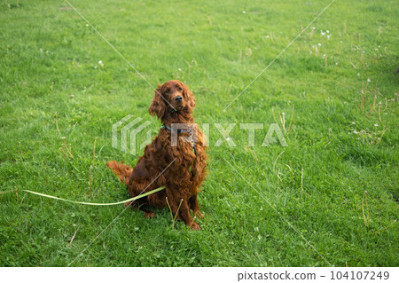 Beautiful Irish Setter dog is sitting in grass. Copy space. Hunting dogs. Training a dog in the field Beautiful Irish Setter dog is sitting in grass. Copy space. Hunting dogs. Training a dog in the field 104107249