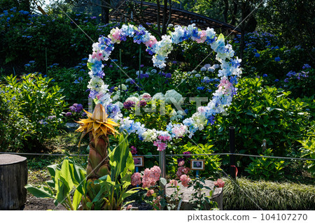 Kohara Hydrangea Garden 104107270