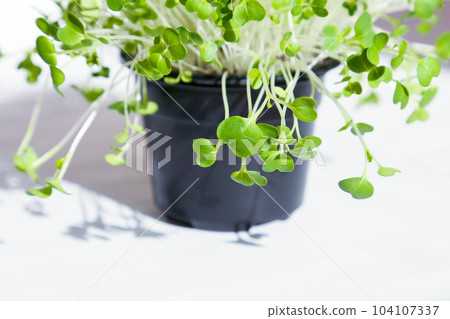 bok choy micro greens, microgreen arugula sprouts, seedlings, sprouts in black pot on white background. selective focus 104107337