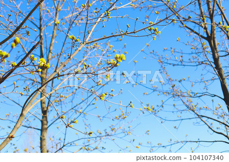 tree branch with young leaves on blue sky. spring, sunny day. deselective photo tree branch with young leaves on blue sky. spring, sunny day. deselective photo 104107340
