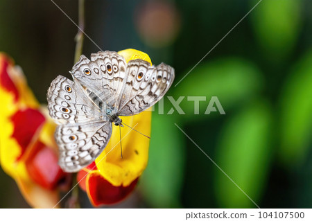 Grey pansy butterfly resting on flower. 104107500