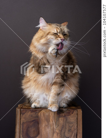 siberian longhair cat grooming licking fur 104107577