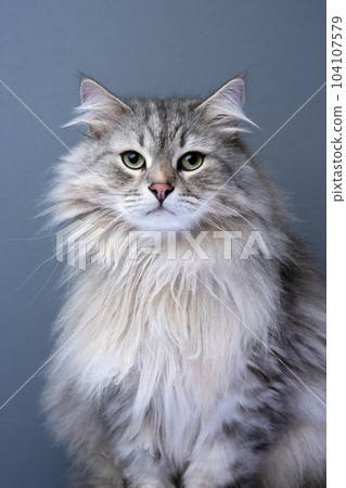 fluffy siberian cat portrait on gray background fluffy siberian cat portrait on gray background 104107579