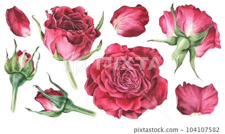 Watercolor botanical illustration. Bundle of red rose bud and petals. Isolated on a white background. Hand drawn flowers set. Design stickers, notebooks, creating wedding invitations, greeting cards 104107582