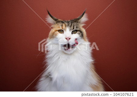 hungry maine coon cat mouth licking hungry maine coon cat mouth licking 104107621