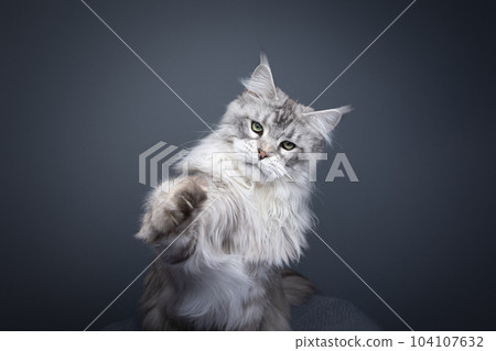 fluffy maine coon cat playing raising paw 104107632