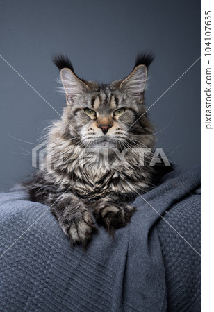 tabby maine coon cat portrait on gray background 104107635