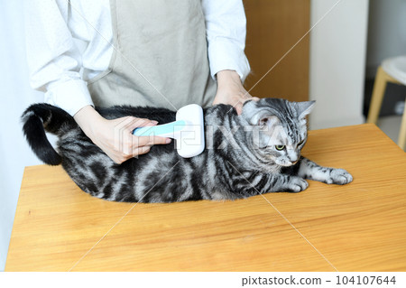 A trimmer woman trimming a cat's coat A trimmer woman trimming a cat's coat 104107644