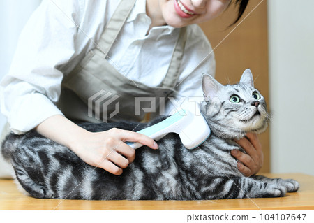 A trimmer woman trimming a cat's coat A trimmer woman trimming a cat's coat 104107647