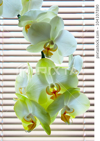 blooming tender orchids as a part of interior blooming tender orchids as a part of interior 104107890