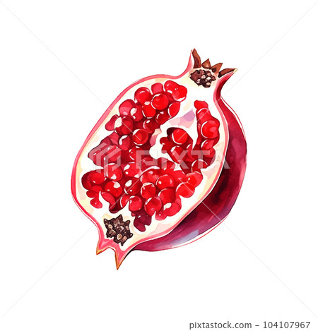Pomegranate watercolor on white background. Isolated vector element. Sweet food. 104107967