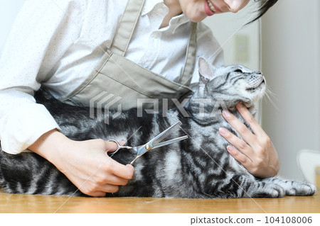 A trimmer woman trimming a cat's coat with scissors A trimmer woman trimming a cat's coat with scissors 104108006