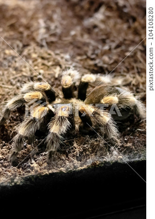 Spider brachypelma auratum in a terrarium closeup 104108280