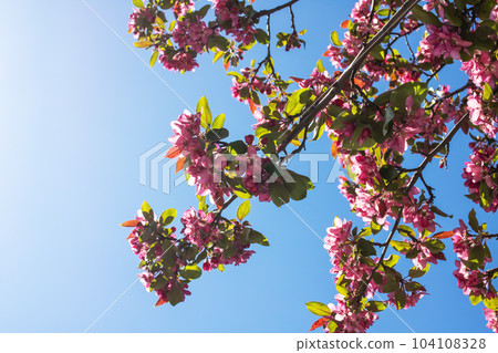 Cherry blossom petals on branches with green leaves Cherry blossom petals on branches with green leaves 104108328