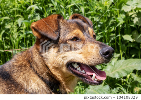 Brown dog with floppy ears close-up portrait Brown dog with floppy ears close-up portrait 104108329