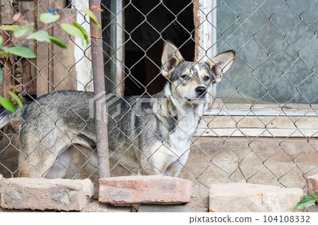 Little gray dog behind the fence net Little gray dog behind the fence net 104108332
