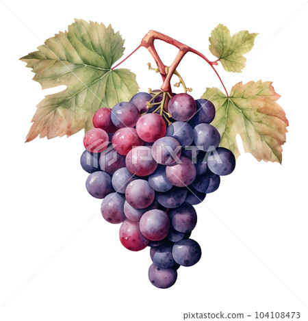 Fruit, grapes, watercolor, sweet, berries, berry, vitamin, food, organic, natural, nature  104108473