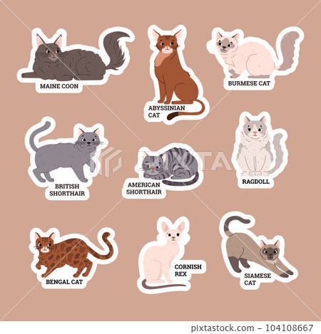 Various cat breeds sticker set, flat vector illustration isolated on brown background. Various cat breeds sticker set, flat vector illustration isolated on brown background. 104108667