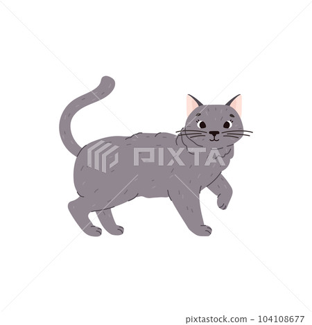 Cute and funny cat of british shorthair breed, flat vector illustration isolated on white background. Cute and funny cat of british shorthair breed, flat vector illustration isolated on white background. 104108677