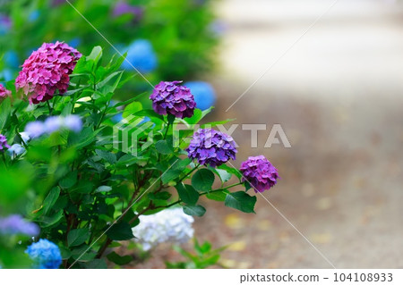 Hydrangea in Noichi 104108933
