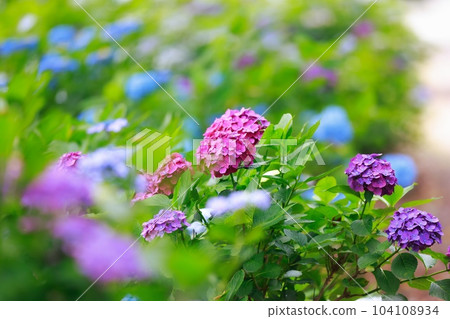 Hydrangea in Noichi 104108934