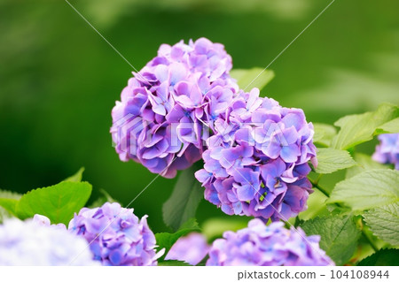 野市的繡球花 104108944