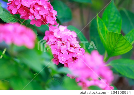 Hydrangea in Noichi 104108954