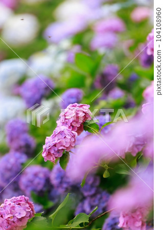 野市的繡球花 104108960